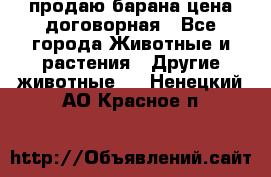 продаю барана цена договорная - Все города Животные и растения » Другие животные   . Ненецкий АО,Красное п.